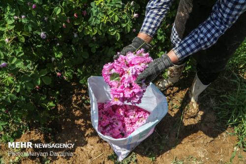 كشت گونه های برتر گل محمدی افزایش می یابد