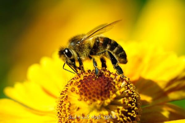 ذراتی كه زنبورها را از حشره كش ها مصون می كند