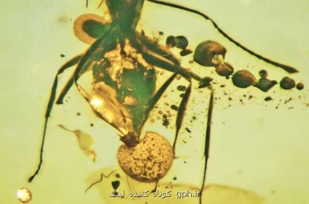 كشف نمونه ای از انگل قارچی در فسیل یك مورچه!