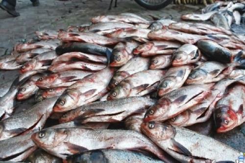 200 شرکت دانش بنیان آماده برای رفع نیازهای صنعت آبزی پروری