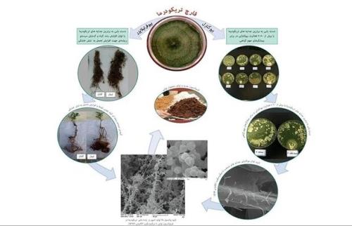 تولید انبوه پروبیوتیک گیاهی مبتنی بر سویه های بومی قارچ تریکودرما