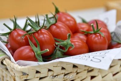 ژاپن گوجه فرنگی حاصل از ویرایش ژنوم را تولید کرد