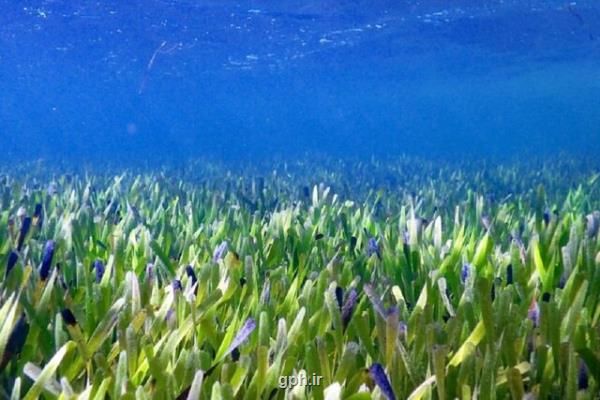بزرگترین گیاه جهان زیر دریا کشف شد