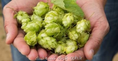 تولید محصولات مختلف از گیاه بومی رازک