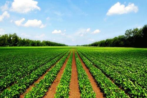 9 پروژه ملی برای توسعه کشاورزی زیستی اجرا می شود