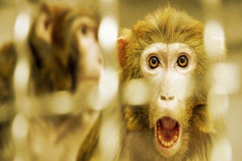 چین بدنبال ارسال میمون به ایستگاه فضایی برای تولید مثل