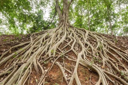 کشف نحوه ریشه دواندن درختان بدنبال آب