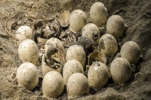 کشف محل تخم گذاری ۱۰۰۰ کیلومتری دایناسورها در هند