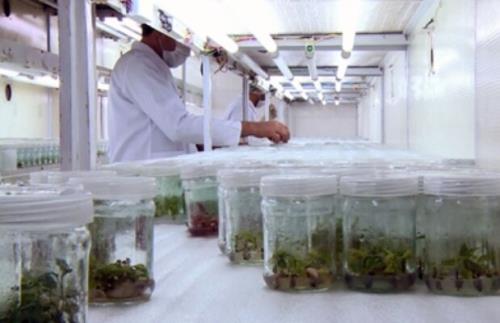 کشت گیاه درحال انقراض برای تولید عطر