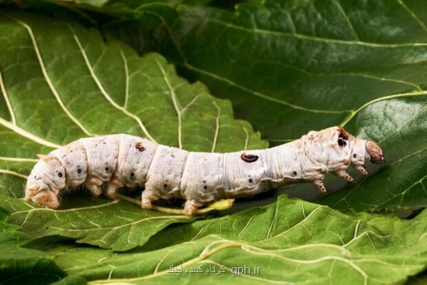 ابریشم ۷۰ درصد از تار عنکبوت قدرتمندتر می شود