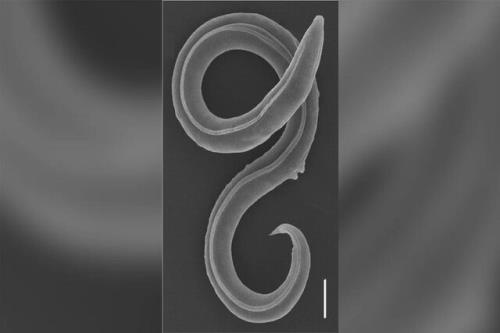 زنده شدن یک کرم منجمد بعد از 46 هزار سال!