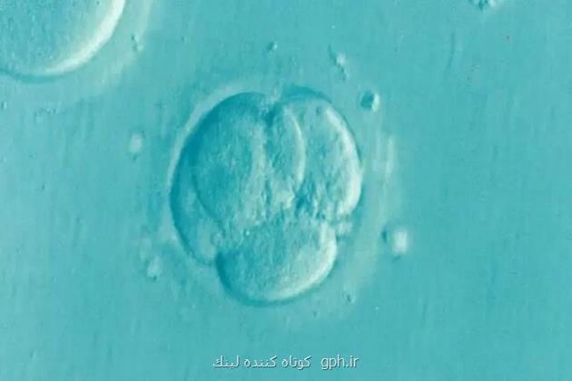 جنین مصنوعی انسان برای نخستین بار بوجود آمد