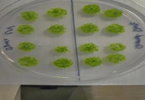 گیاه جان سخت بعد از بازگشت از فضا روی زمین زنده ماند