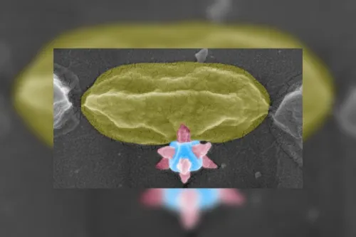 ماده برنده جایزه نوبل، باکتری ها را سوراخ می کند!