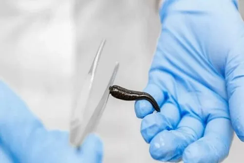 دستورالعمل تامین خون بهداشتی برای مراکز پرورش صنعتی زالو تدوین می شود