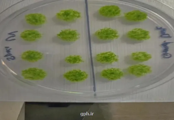 گیاه جان سخت بعد از بازگشت از فضا روی زمین زنده ماند