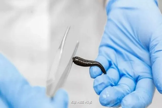 دستورالعمل تامین خون بهداشتی برای مراکز پرورش صنعتی زالو تدوین می شود