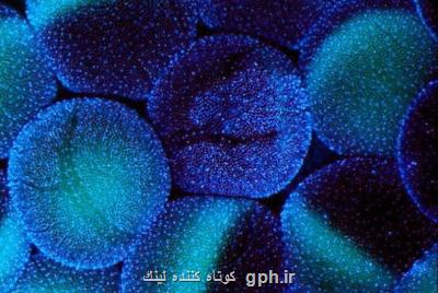 رتبه نخست ایران در منطقه در تولید علم سلول های بنیادی