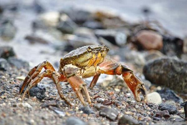 خرچنگ ها می توانند مسیرهای پیچیده را به خاطر بسپارند!
