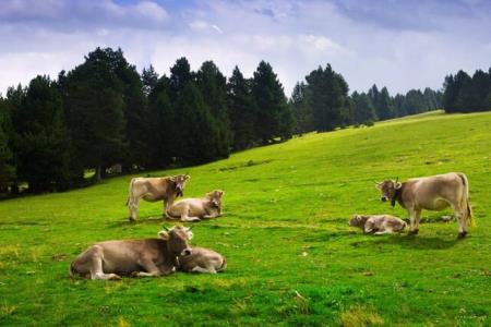 گاوها در مورد غذا و آب و هوا با یكدیگر صحبت می كنند