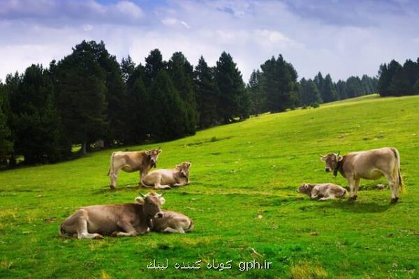 گاوها در مورد غذا و آب و هوا با یكدیگر صحبت می كنند