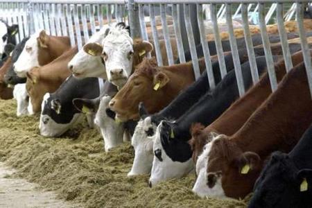 تولید دارو برای بیماریهای تنفسی دام و طیور از گیاهان دارویی