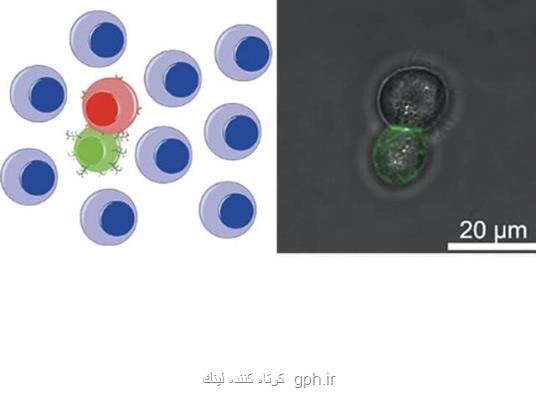 كمك پیوست های مصنوعی به سلول های ایمنی برای نابودی تومورها
